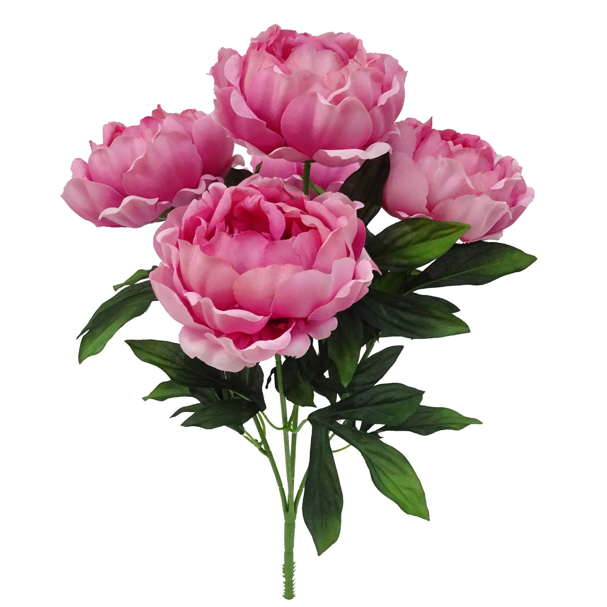 20" Peony Bush by Ashland
